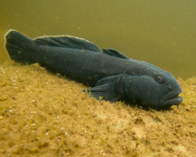 muskegon male goby