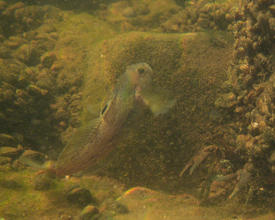 muskegon river round goby