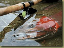 steelhead